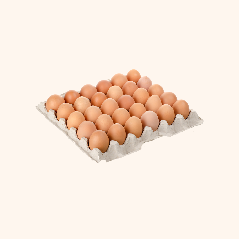 Scrambled Egg